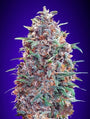 Purple Diesel Auto (Advanced Seeds) autoflowering