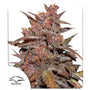 Blackberry Kush CBD Auto (Dutch Passion)