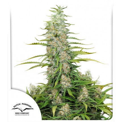 C-Vibez (Dutch Passion) feminisiert Cannabis Samen von Dutch Passion