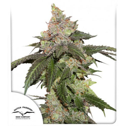 Kerosene Krash (Dutch Passion) feminisiert Cannabis Samen von Dutch Passion