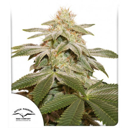 Sugar Bomb Punch (Dutch Passion) feminisiert Cannabis Samen von Dutch Passion