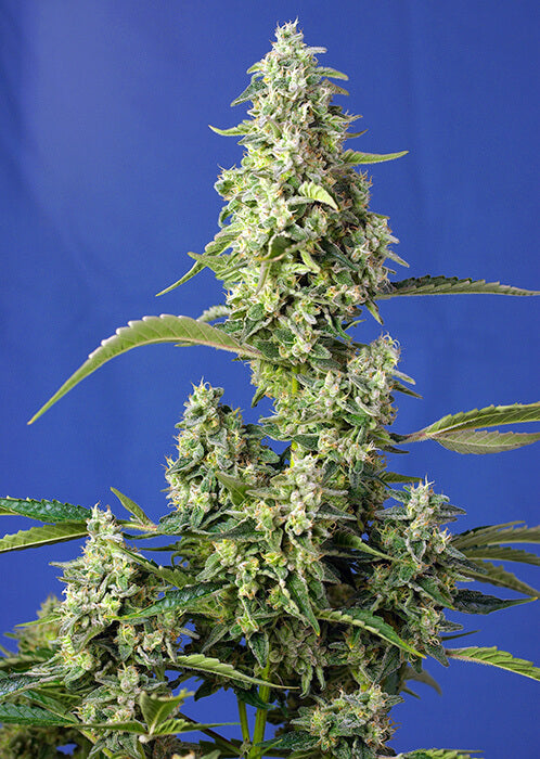 Gorilla Girl XL Auto (Sweet Seeds) Cannabis Samen von Sweet Seeds