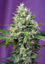 Sweet Amnesia Haze XL Auto (Sweet Seeds)