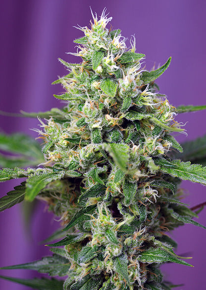 Sweet Amnesia Haze XL Auto (Sweet Seeds) Cannabis Samen von Sweet Seeds