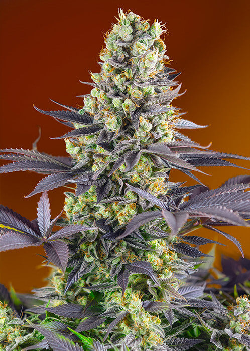 Sweet Zenzation (Sweet Seeds) feminisiert Cannabis Samen von Sweet Seeds