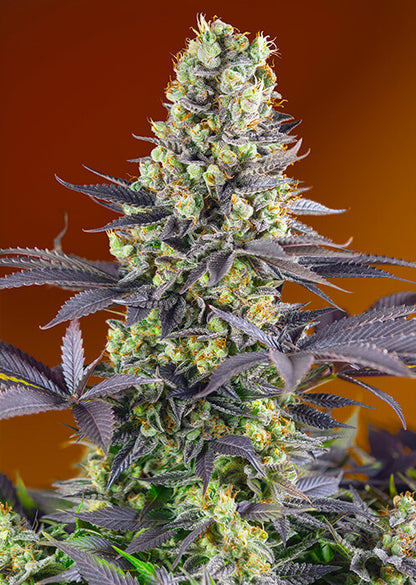 Sweet Zenzation (Sweet Seeds) feminisiert Cannabis Samen von Sweet Seeds