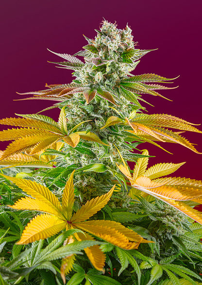 Gorilla Girl F1 FAST (Sweet Seeds) feminisiert Cannabis Samen von Sweet Seeds