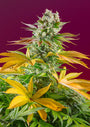 Gorilla Girl F1 FAST (Sweet Seeds) feminisiert