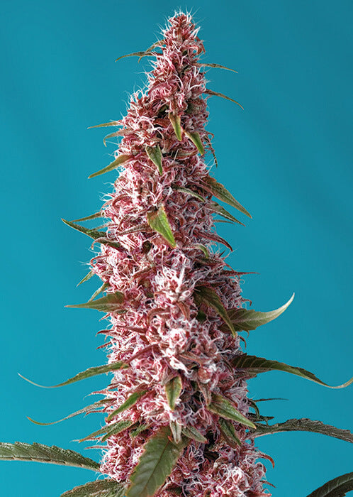 Red Pure CBD Auto (Sweet Seeds) Cannabis Samen von Sweet Seeds