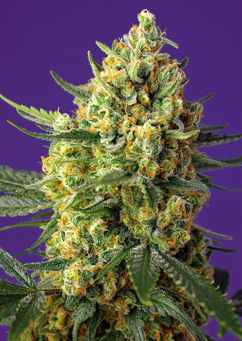 Crystal Candy XL Auto (Sweet Seeds) Cannabis Samen von Sweet Seeds