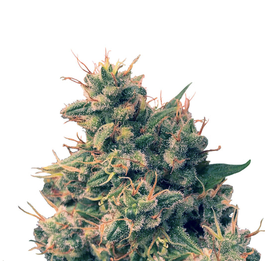 Guawi (Ace Seeds) Regulär Cannabis Samen von Ace Seeds