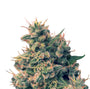 Guawi (Ace Seeds) Regulär
