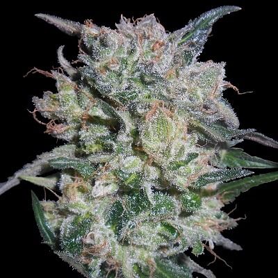 Zamaldelica x Kali China (Ace Seeds) feminisiert