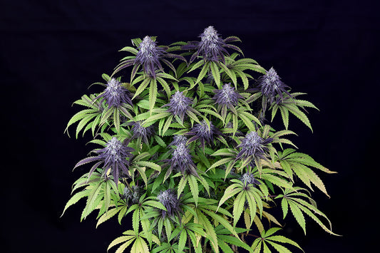 Peyote Wi-Fi CBD 2:1 (Seedsman) feminisiert Cannabis Samen von Seedsman