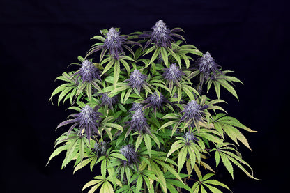 Peyote Wi-Fi CBD 2:1 (Seedsman) feminisiert Cannabis Samen von Seedsman