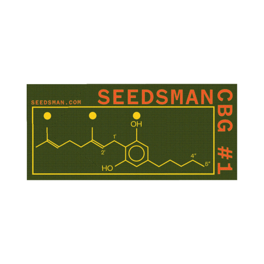 Seedsman CBG #1 (Seedsman) feminisiert Cannabis Samen von Seedsman