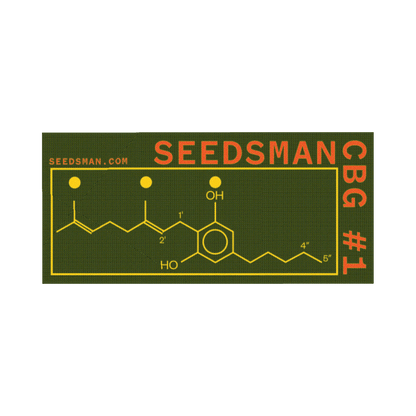 Seedsman CBG #1 (Seedsman) feminisiert Cannabis Samen von Seedsman