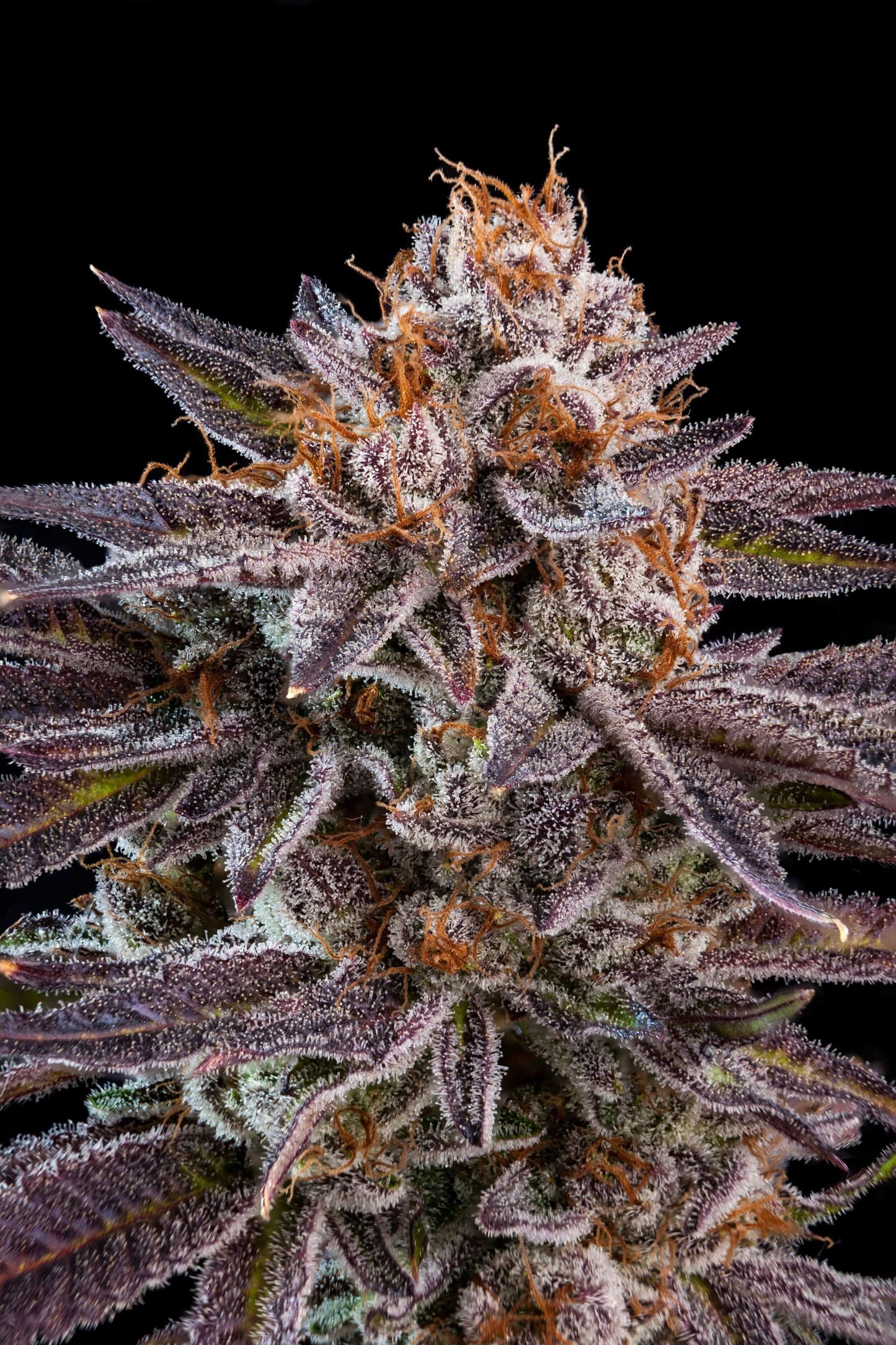 OMG (Ripper Seeds) feminisiert Cannabis Samen von Ripper Seeds