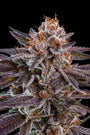 OMG (Ripper Seeds) feminisiert