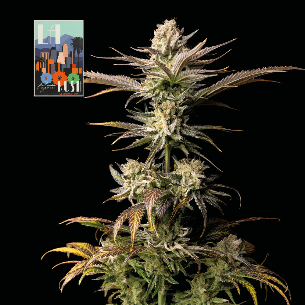 L.A. Peyote Kush (Seedsman) feminisiert Cannabis Samen von Seedsman