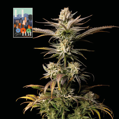 L.A. Peyote Kush (Seedsman) feminisiert Cannabis Samen von Seedsman