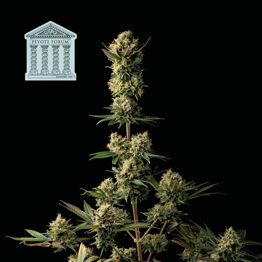 Peyote Forum (Seedsman) feminisiert Cannabis Samen von Seedsman