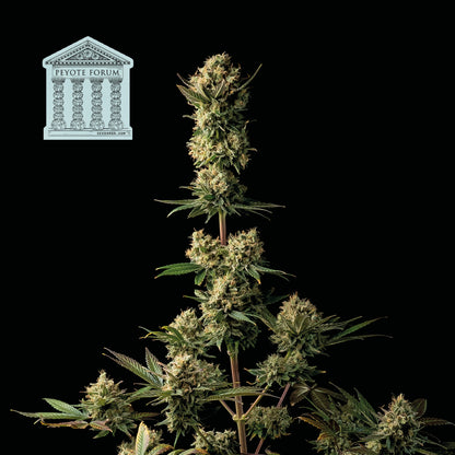 Peyote Forum (Seedsman) feminisiert Cannabis Samen von Seedsman