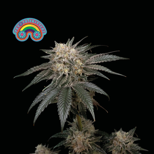Peyote Zkittlez (Seedsman) feminisiert Cannabis Samen von Seedsman