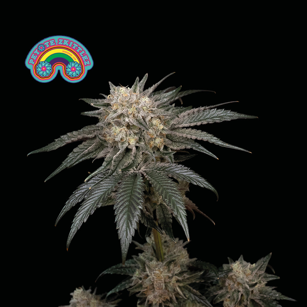 Peyote Zkittlez (Seedsman) feminisiert Cannabis Samen von Seedsman