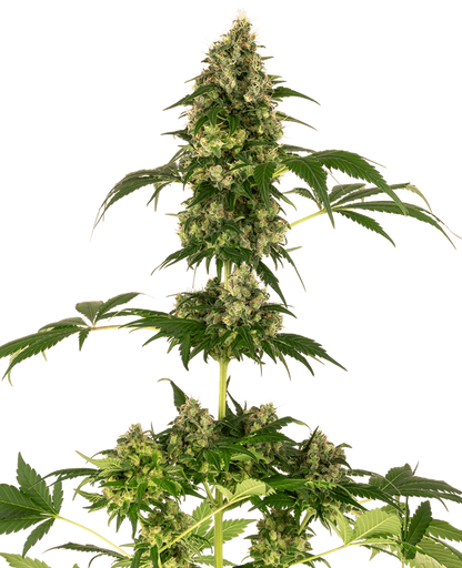 Cobalt Haze (Sensi Seeds) feminisiert Cannabis Samen von Sensi Seeds