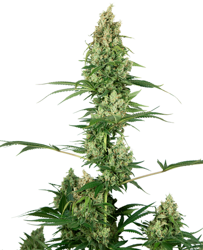 Silver Fire (Sensi Seeds) feminisiert Cannabis Samen von Sensi Seeds