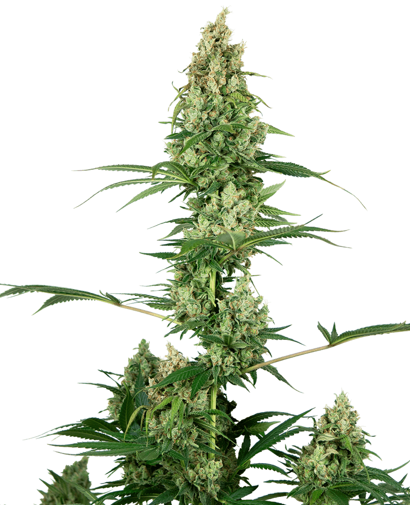 Silver Fire (Sensi Seeds) feminisiert Cannabis Samen von Sensi Seeds