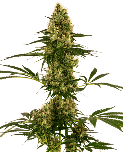 Blue Bullet Auto (Sensi Seeds) Cannabis Samen von Sensi Seeds