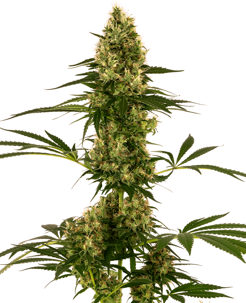 Blue Bullet Auto (Sensi Seeds) Cannabis Samen von Sensi Seeds