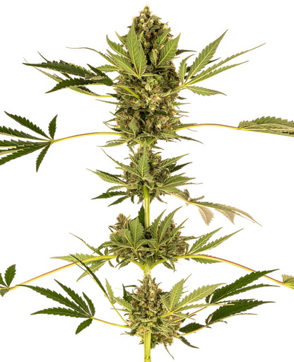Himalayan CBD (Sensi Seeds) feminisiert Cannabis Samen von Sensi Seeds