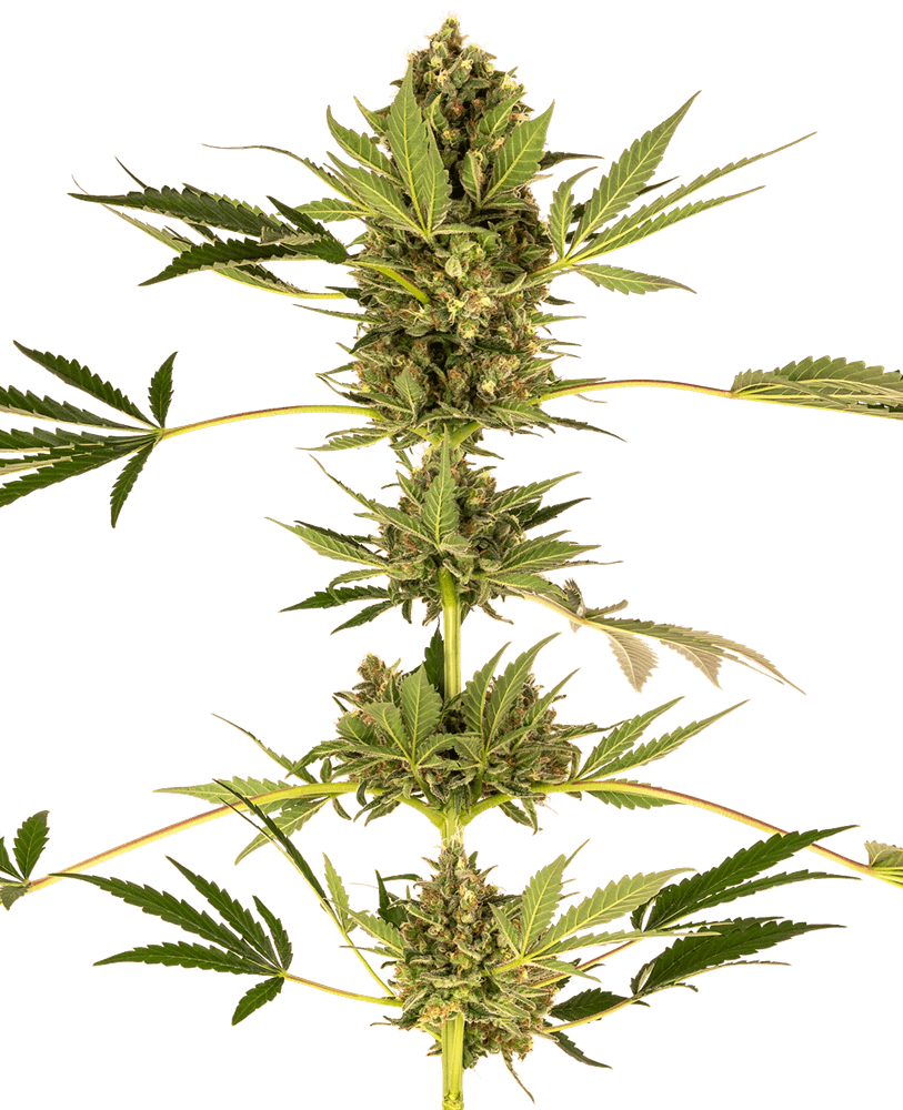 Himalayan CBD (Sensi Seeds) feminisiert Cannabis Samen von Sensi Seeds
