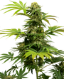 Black Harlequin CBD (Sensi Seeds) feminisiert