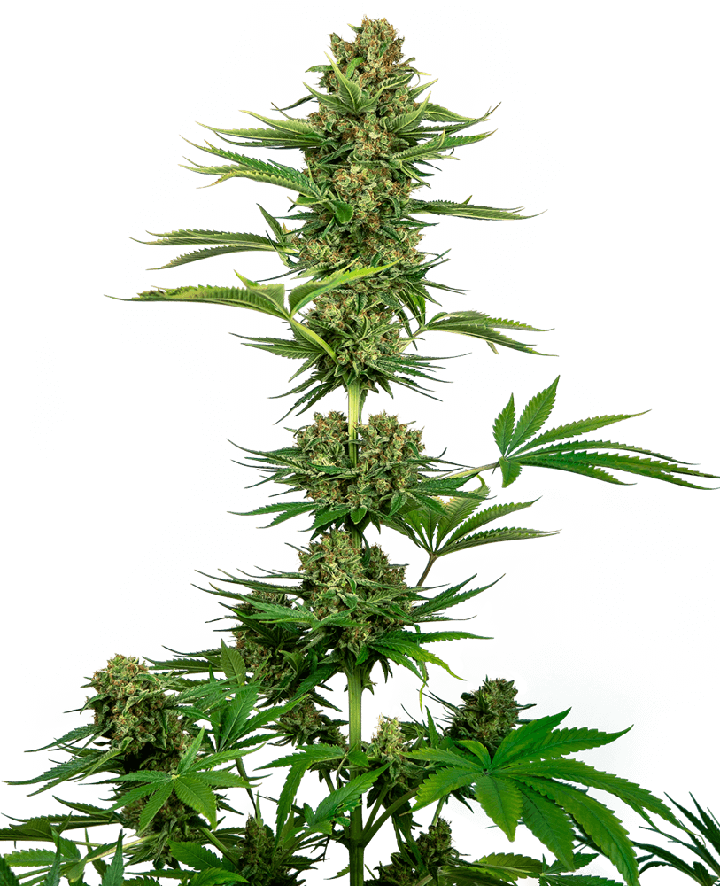 Satin Black Domina CBD (Sensi Seeds) feminisiert Cannabis Samen von Sensi Seeds