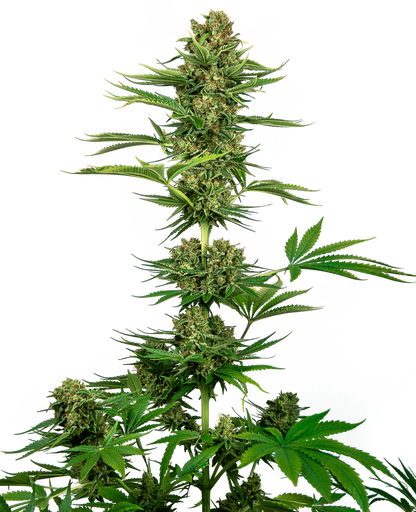 Satin Black Domina CBD (Sensi Seeds) feminisiert Cannabis Samen von Sensi Seeds