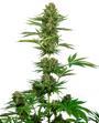 Satin Black Domina CBD (Sensi Seeds) feminisiert