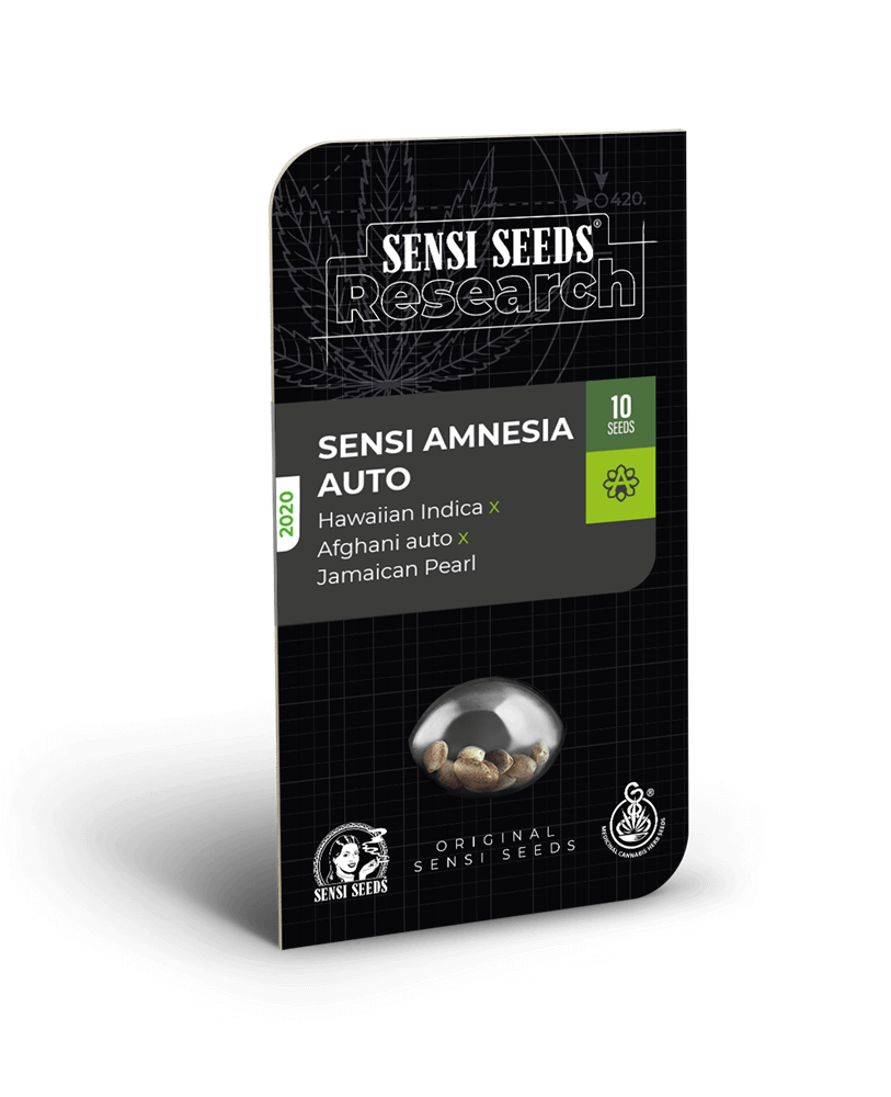 Sensi Amnesia Auto (Sensi Seeds) Cannabis Samen von Sensi Seeds