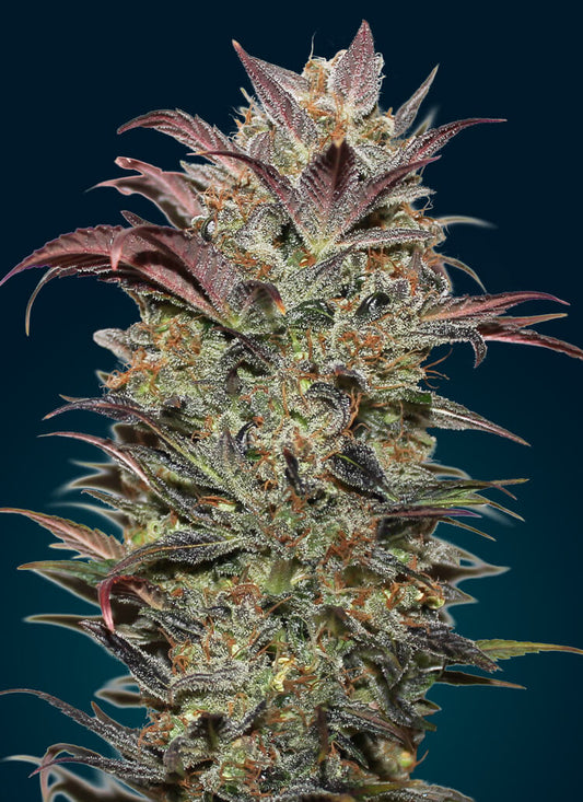 Chocolate Cream Auto (00 Seeds) Cannabis Samen von 00 Seeds