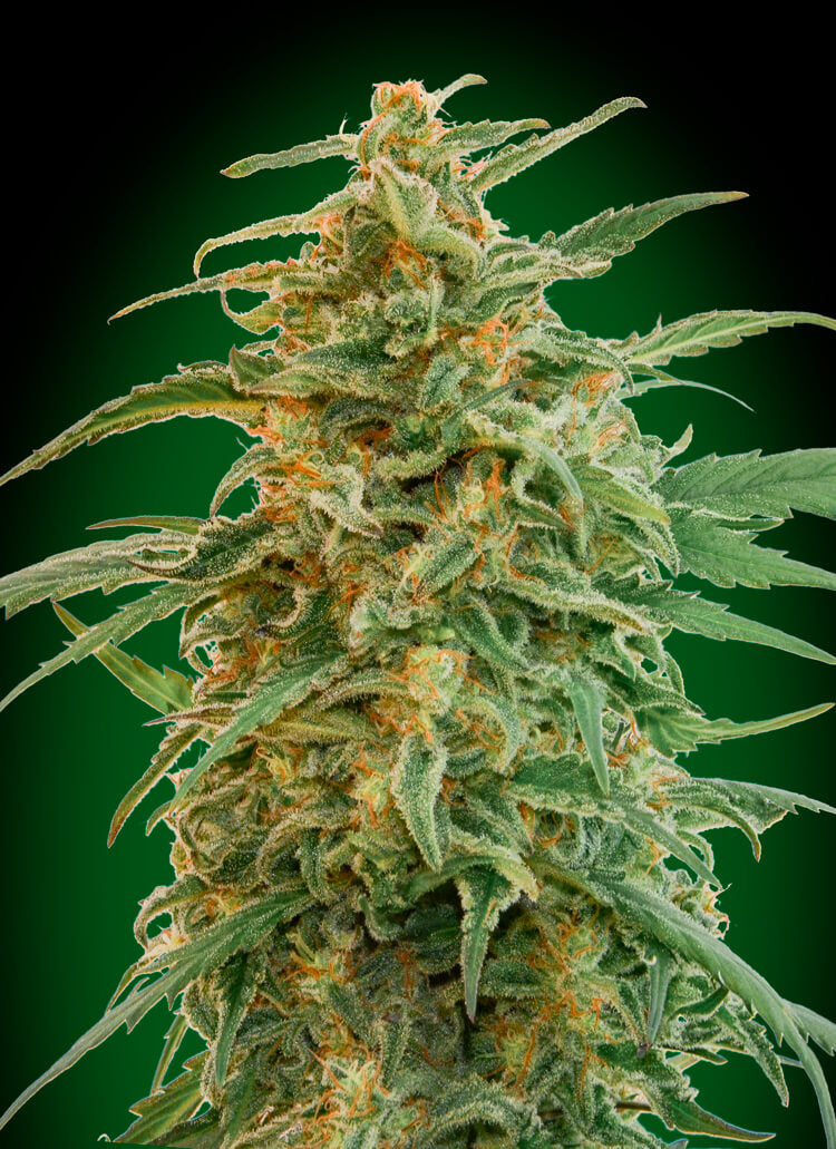Gorilla Auto (00 Seeds) Cannabis Samen von 00 Seeds