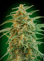 Gorilla Auto (00 Seeds)