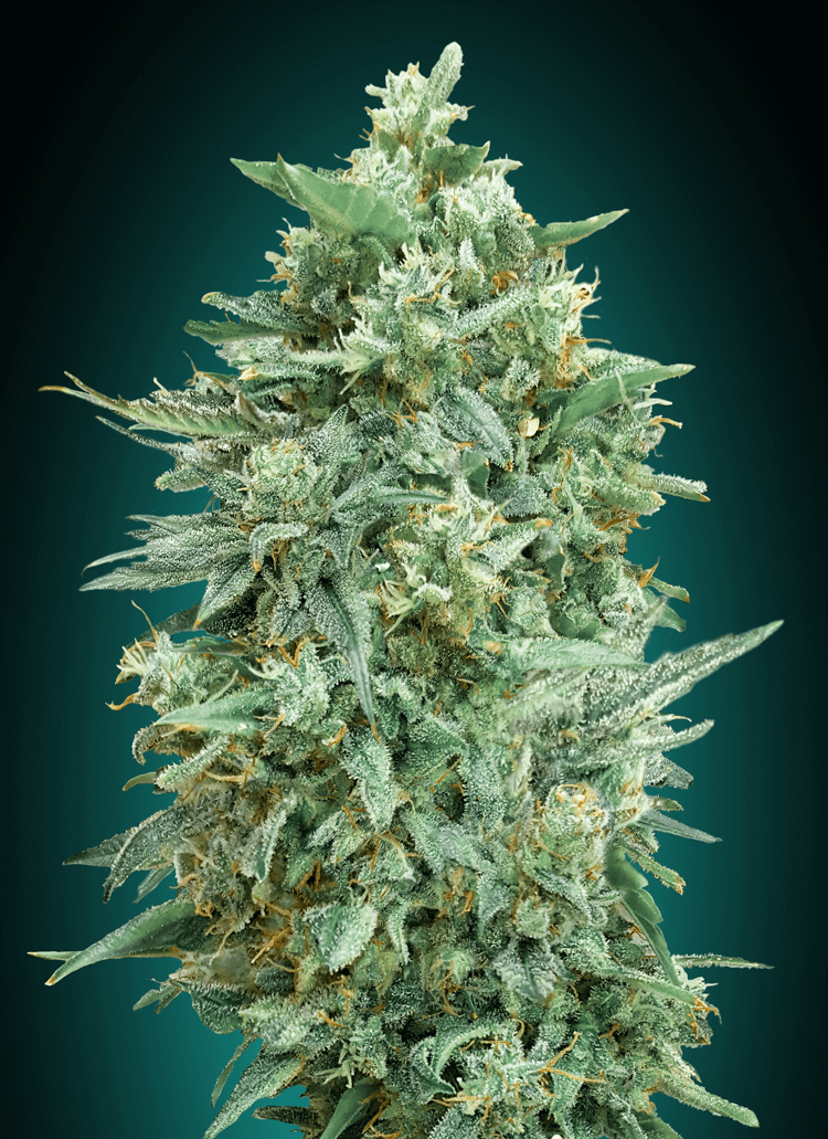 Northern Lights XXL Auto (00 Seeds) Cannabis Samen von 00 Seeds