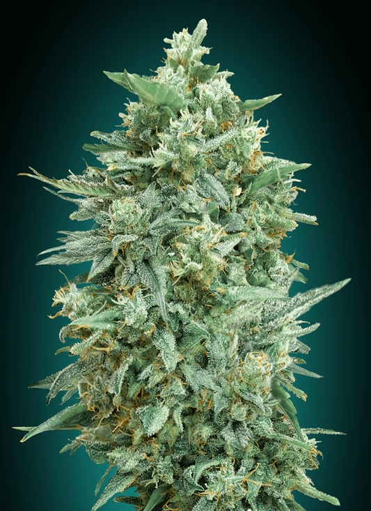 Northern Lights XXL Auto (00 Seeds) Cannabis Samen von 00 Seeds