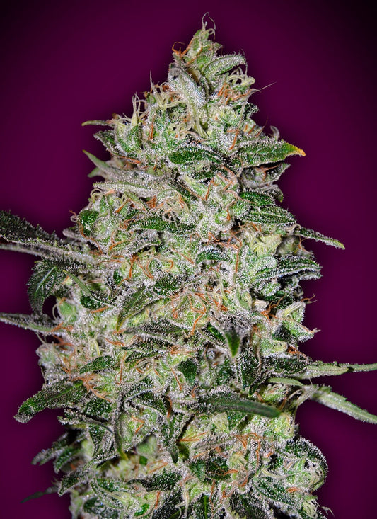 Bubble Gum Fast (00 Seeds) feminisiert Cannabis Samen von 00 Seeds