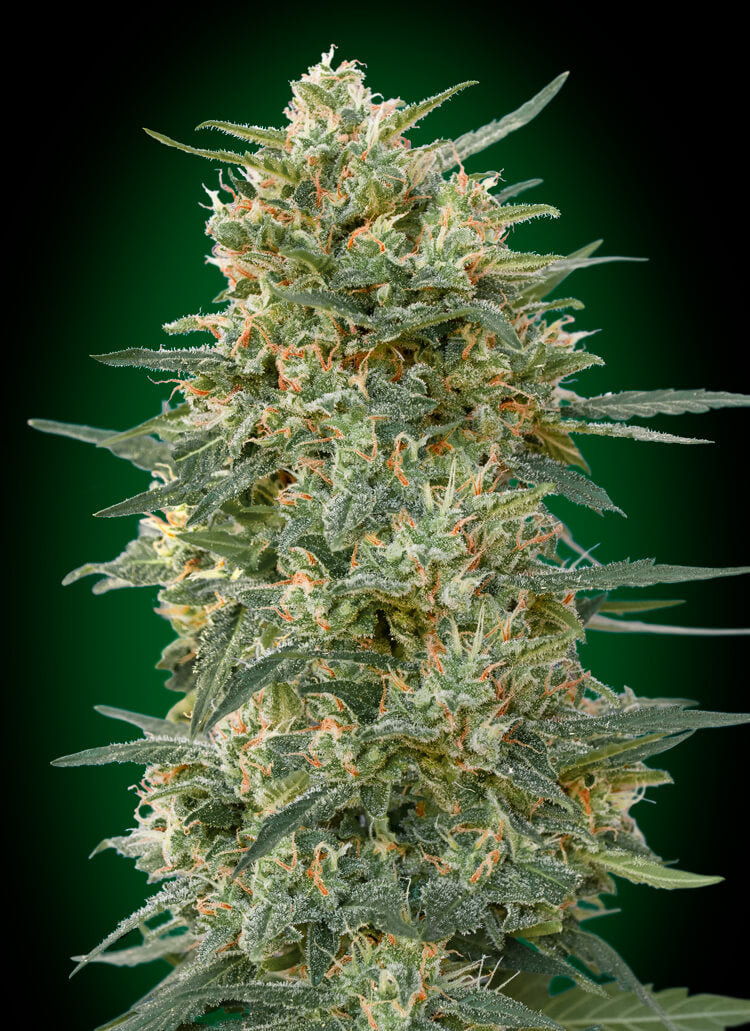 Gorilla Fast (00 Seeds) feminisiert Cannabis Samen von 00 Seeds