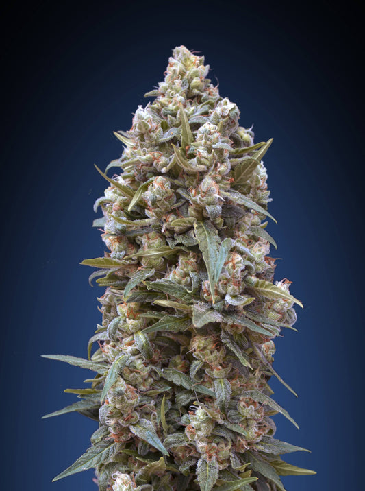 00 Kush (00 Seeds) feminisiert Cannabis Samen von 00 Seeds