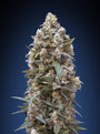 00 Kush (00 Seeds) feminisiert